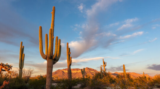cactus