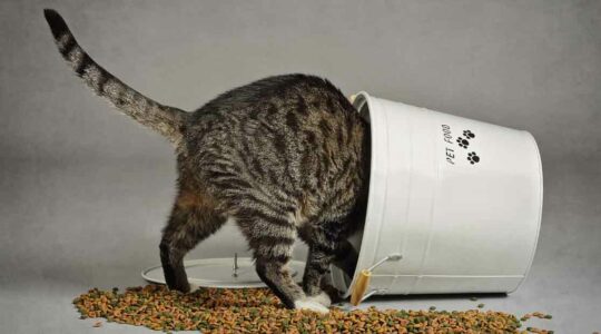 chat