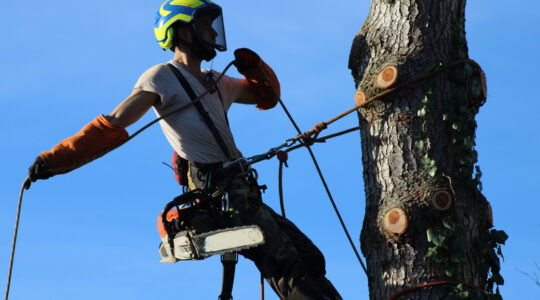 élagage des arbres